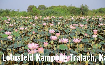 Lotusfeld Kampong Tralach, Kambodscha 14.04.2017