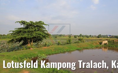 Lotusfeld Kampong Tralach, Kambodscha 14.04.2017