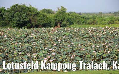 Lotusfeld Kampong Tralach, Kambodscha 14.04.2017