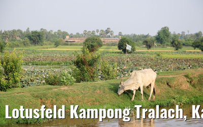 Lotusfeld Kampong Tralach, Kambodscha 14.04.2017