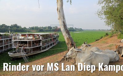 Rinder vor MS Lan Diep Kampong Tralach 14.04.2017
