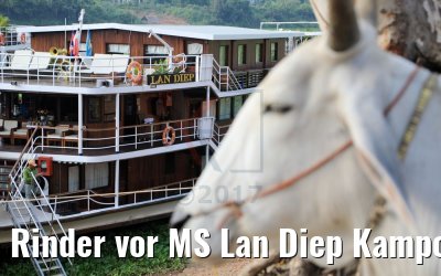 Rinder vor MS Lan Diep Kampong Tralach 14.04.2017