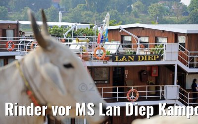 Rinder vor MS Lan Diep Kampong Tralach 14.04.2017