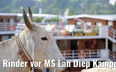 Rinder vor MS Lan Diep Kampong Tralach 14.04.2017