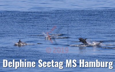Delphine Seetag MS Hamburg 08.02.2019