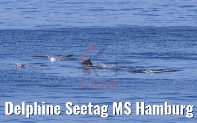 Delphine Seetag MS Hamburg 08.02.2019