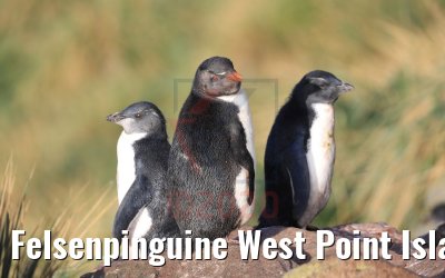 Felsenpinguine West Point Island 10.02.2020