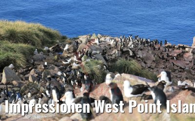Impressionen West Point Island Albatrosse und Pinguine 10.02.2020