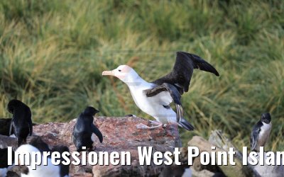 Impressionen West Point Island Albatrosse und Pinguine 10.02.2020