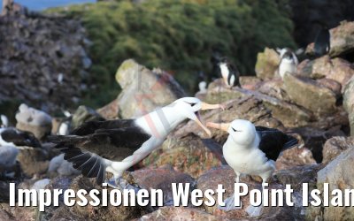 Impressionen West Point Island Albatrosse und Pinguine 10.02.2020