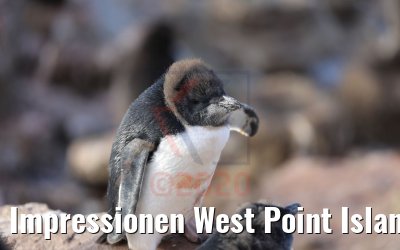 Impressionen West Point Island Albatrosse und Pinguine 10.02.2020