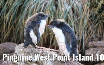 Pinguine West Point Island 10.02.2020