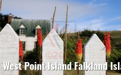 West Point Island Falkland Islands impressions 10.02.2020