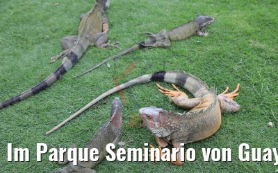 Im Parque Seminario von Guayaquil, Ecuador 09.02.2019