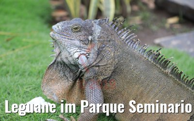 Leguane im Parque Seminario Guayaquil, Ecuador 09.02.2019