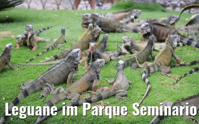 Leguane im Parque Seminario Guayaquil, Ecuador 09.02.2019