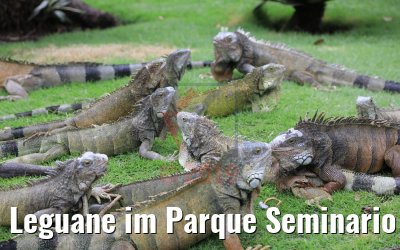 Leguane im Parque Seminario Guayaquil, Ecuador 09.02.2019