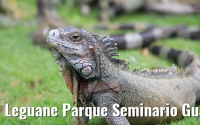 Leguane Parque Seminario Guayaquil, Ecuador 09.02.2019