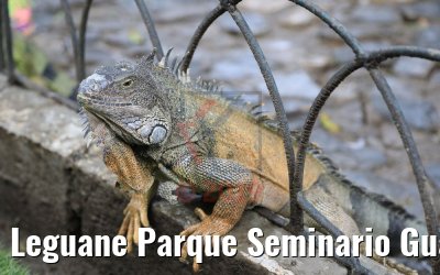 Leguane Parque Seminario Guayaquil, Ecuador 09.02.2019