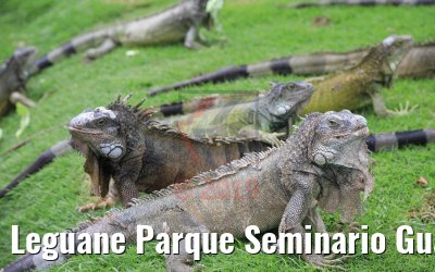 Leguane Parque Seminario Guayaquil, Ecuador 09.02.2019