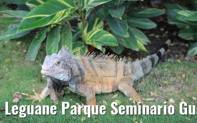 Leguane Parque Seminario Guayaquil, Ecuador 09.02.2019