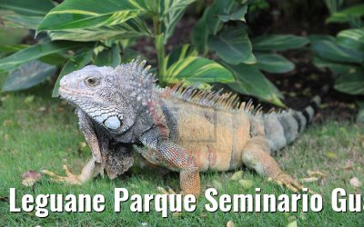 Leguane Parque Seminario Guayaquil, Ecuador 09.02.2019