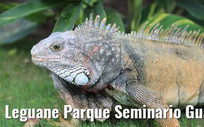 Leguane Parque Seminario Guayaquil, Ecuador 09.02.2019