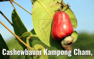 Cashewbaum Kampong Cham, Kambodscha 16.04.2017