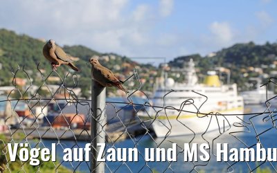 Vögel auf Zaun und MS Hamburg Grenada 12.02.2018