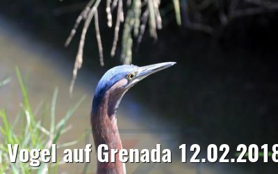 Vogel auf Grenada 12.02.2018