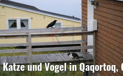 Katze und Vogel in Qaqortoq, Grönland