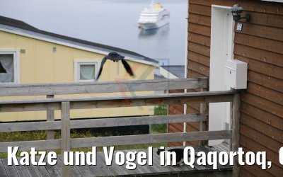 Katze und Vogel in Qaqortoq, Grönland