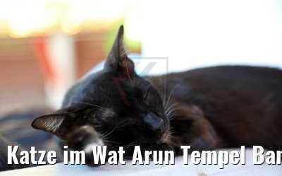 Katze im Wat Arun Tempel Bangkok 20.04.2017