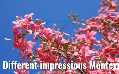 Different impressions Montevideo 15.02.2020