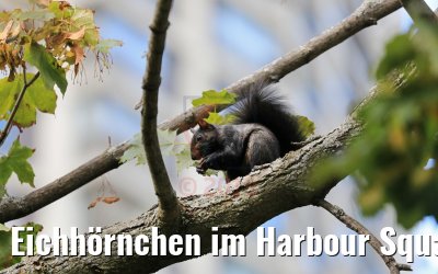 Eichhörnchen im Harbour Square Park Toronto 14.10.2019