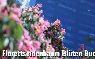 Florettseidenbaum Blüten Buenos Aires