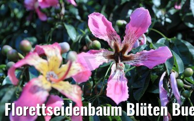 Florettseidenbaum Blüten Buenos Aires