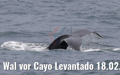 Wal vor Cayo Levantado 18.02.2018