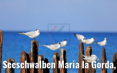 Seeschwalben Maria la Gorda, Kuba, 01.12.2017