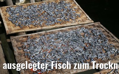 ausgelegter Fisch zum Trocknen, Coron, Busuanga Island, Philippinen