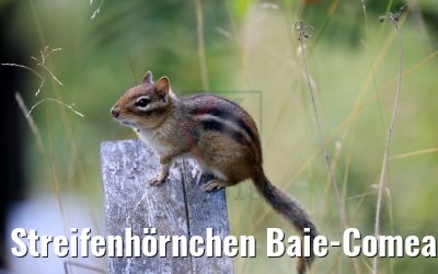 Streifenhörnchen Baie-Comeau, Québec, Kanada