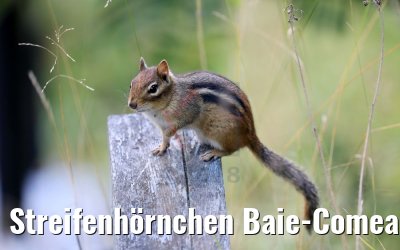 Streifenhörnchen Baie-Comeau, Québec, Kanada