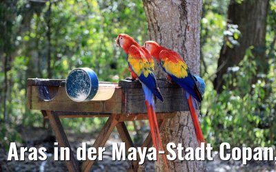 Aras in der Maya-Stadt Copan, Honduras 18.02.2019