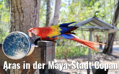 Aras in der Maya-Stadt Copan, Honduras 18.02.2019