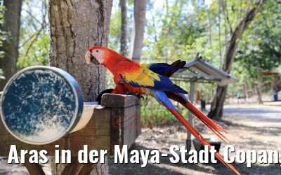 Aras in der Maya-Stadt Copan, Honduras 18.02.2019