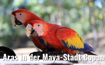 Aras in der Maya-Stadt Copan, Honduras 18.02.2019