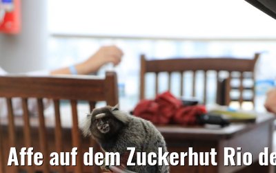 Affe auf dem Zuckerhut Rio de Janeiro