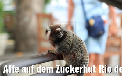 Affe auf dem Zuckerhut Rio de Janeiro