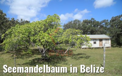 Seemandelbaum in Belize