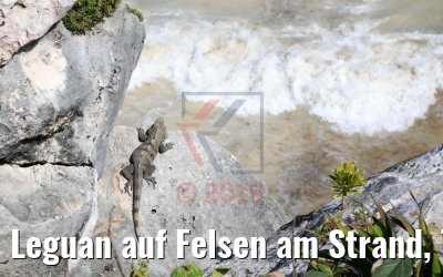 Leguan auf Felsen am Strand, Tulum 22.02.2019